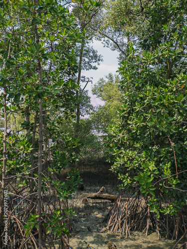 Secluded mangrove channel surrounded by layered roots and mystery