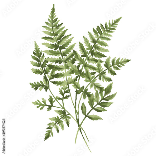 Tableau sur toile Illustration plante chartreuse