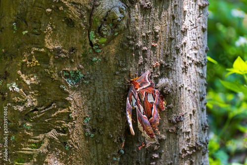 Tableau sur toile Macro close-up of a giant emperor moth resting on a tree trunk and its magnificent wings
