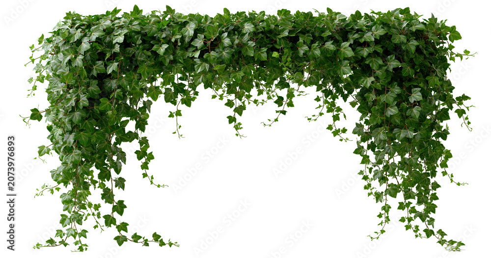 Naklejka premium Green leafy arch vine frame on transparent background
