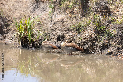 Cuadro en lienzo Pair of Egyptian geese rest at the edge of a muddy waterhole - Masai Mara Nation