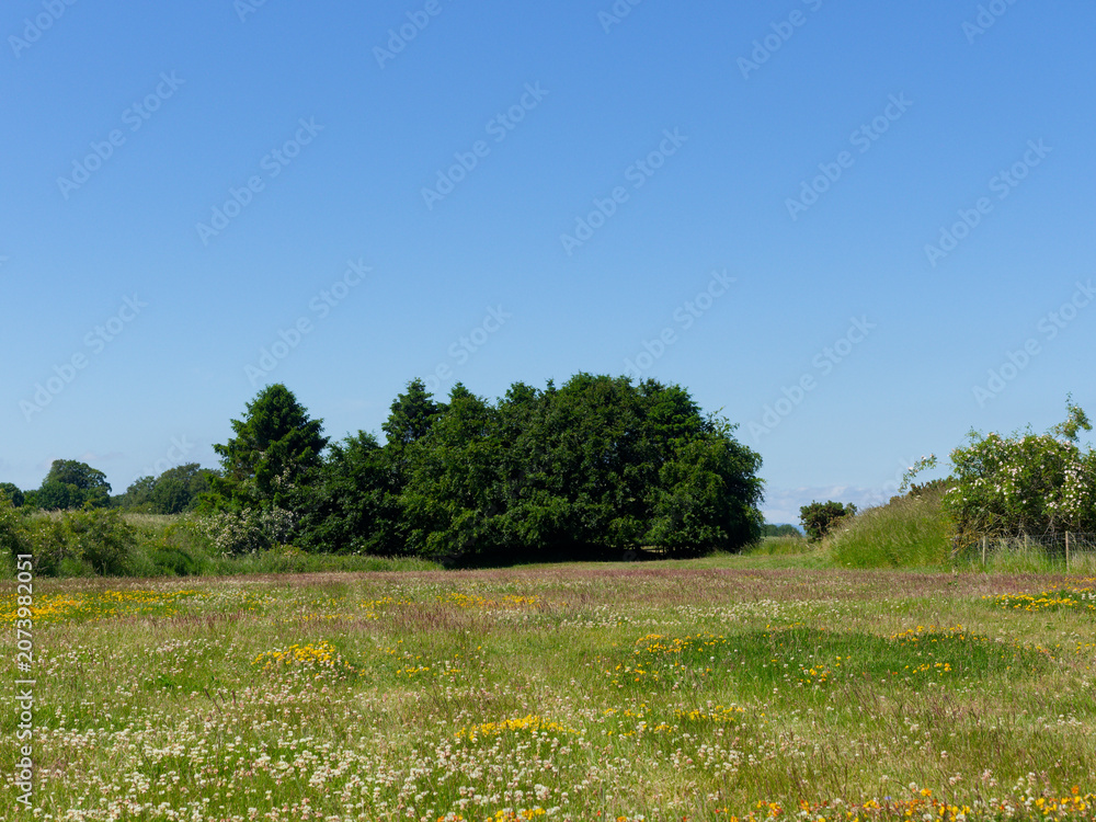 Fototapeta premium A Field covered in yellow and cream flowers of Clover with a Dog Rose climbing up one of the conifer trees in the background.