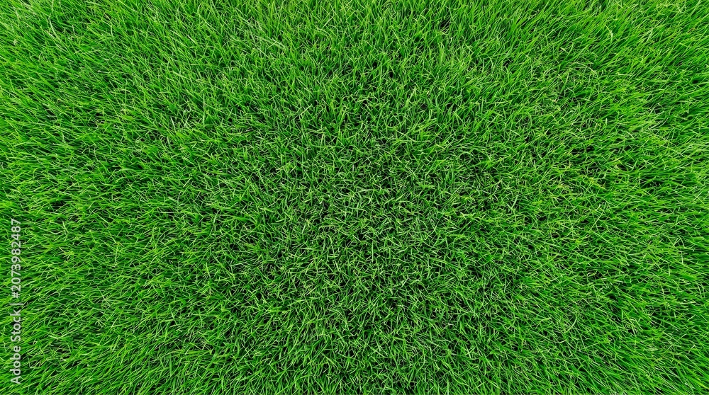 Fototapeta premium Ultra Close up of Vibrant Short Green Grass Showing Uniform Blade Texture in Natural Light