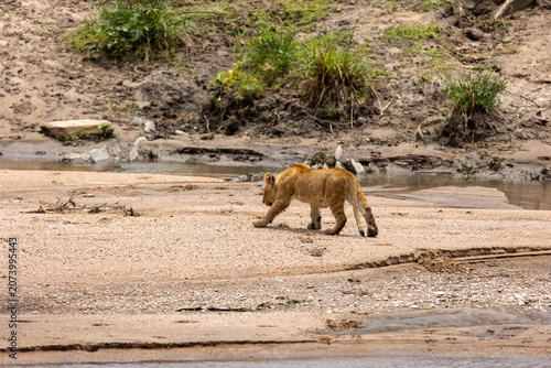 Fotografie Lion cub walks away across a dry sandy riverbed - Masai Mara National Reserve, K