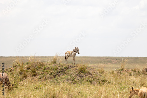 Canvas Print Young plains zebra stands on a mound while other animals graze nearby - Masai Ma