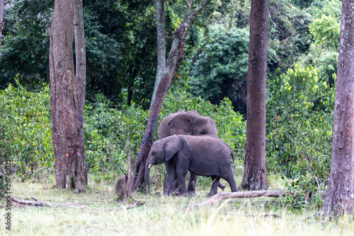 фотографія Two African bush elephants move among the trunks of a riverine forest - Masai Ma