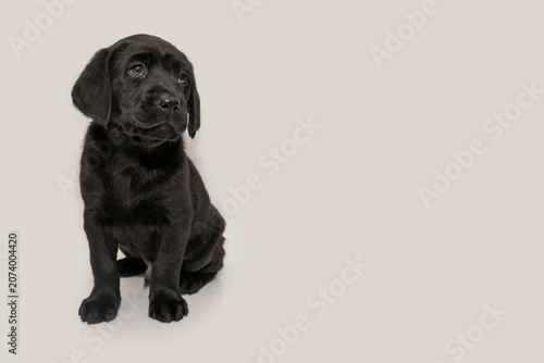 Cute Black Labrador Puppy with Shy Expression on Off-White Background