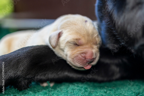 Blonde Labrador puppy resting her head over her mother’s paw