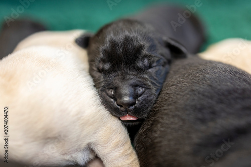 Black Labrador puppy sleeping with her head resting on her siblings