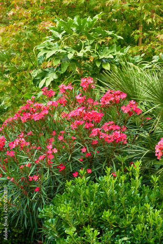 Nerium oleander flowers. Floral background.