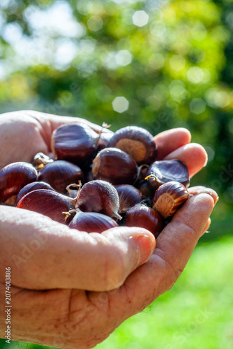 Hands holding fresh sweet chestnuts on the Chestnut Trail in Ticino