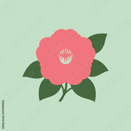 Pink camellia flower illustration on a light green background
