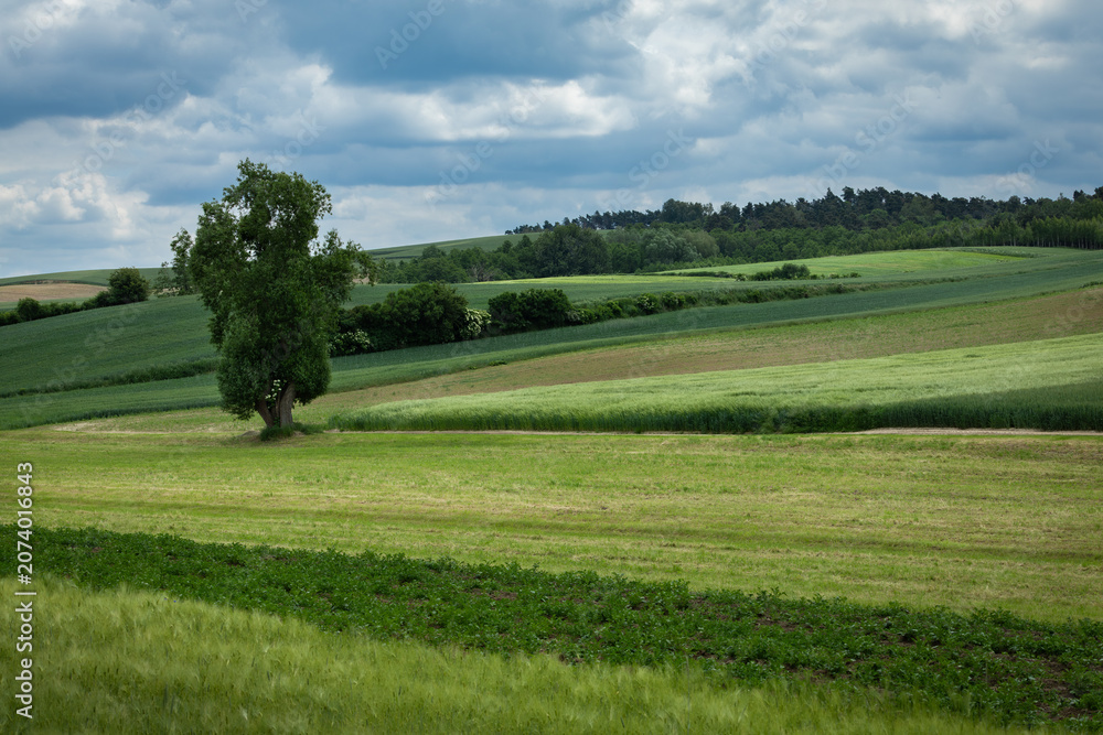 Fototapeta premium Widok na soczyste, zielone pola w Polsce