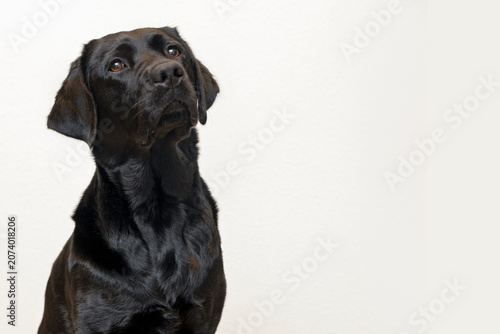 Gentle Black Labrador Retriever Portrait on White Background