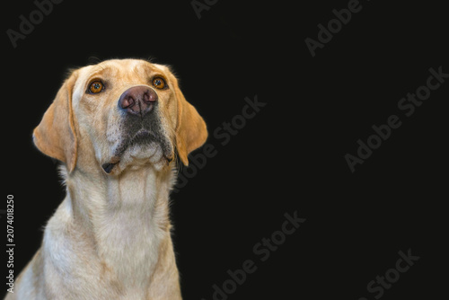 Curious Yellow Labrador Retriever Looking Up on Black Background