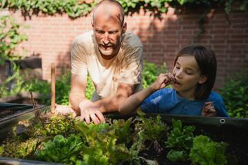 Father and son harvesting lettuce and vegetables in a summer garden