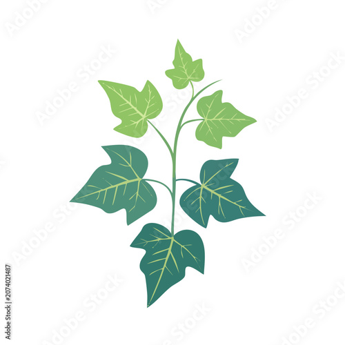 Flat illustration of ivy leaves with stems