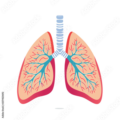 Human lungs anatomy vector illustration
