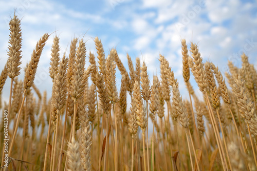 Konstfotografi Close-up of ripe wheat spikes swaying in a field on a sunny summer day
