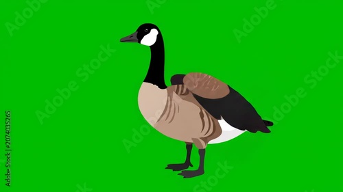 A cartoon goose with brown feathers and a black neck stands on green