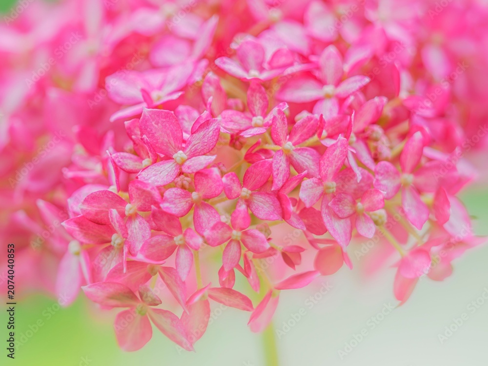 Fototapeta premium ピンクの小花のクローズアップ。梅雨から初夏の公園や花壇を彩るアジサイ(ピンクアナベル)。繊細で美しい装飾花。爽やかな色合いの背景。