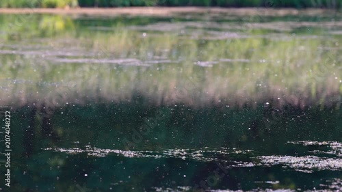 Warm summer day, flying hovering insects buzz above water surface of pond. Hot and humid weather, seasonal activity of insects such as mosquitoes, Ceratopogonidae, midges and black flies. 