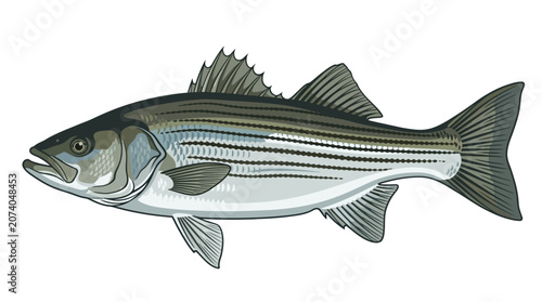 Detailed illustration of a striped bass fish.