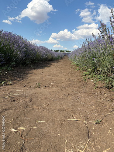 Scenic dirt path through blooming lavender field under dramatic blue sky with white clouds in summer