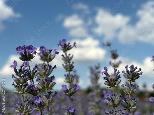 Close-up of blooming lavender flowers against blue sky with white clouds