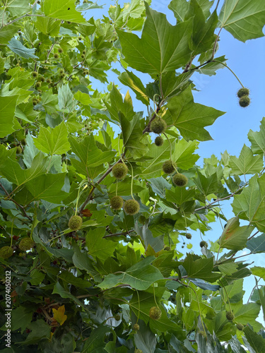 Green plane tree leaves and seed balls against blue summer sky