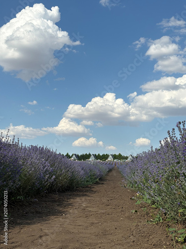 Lavender field with dirt path under dramatic clouds and blue summer sky