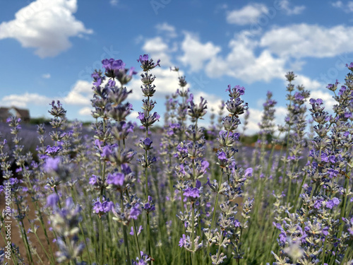 Close-up of blooming lavender flowers against blue sky with white clouds