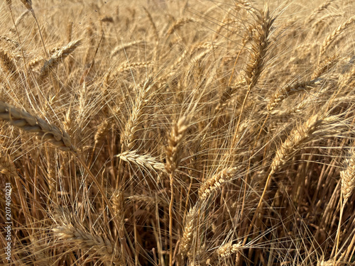 Close up of ripe golden wheat ears in a sunny agricultural field