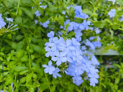 Obraz na plátně Macro shot of blue plumbago flower blossom in a summer garden for nature and bea