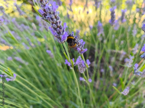 Macro shot of a bumblebee pollinating purple lavender flowers for nature and wellness concepts