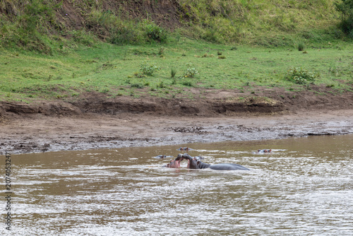 Фотография Two hippopotamuses wallow in a river below an eroded earthen bank - Masai Mara N