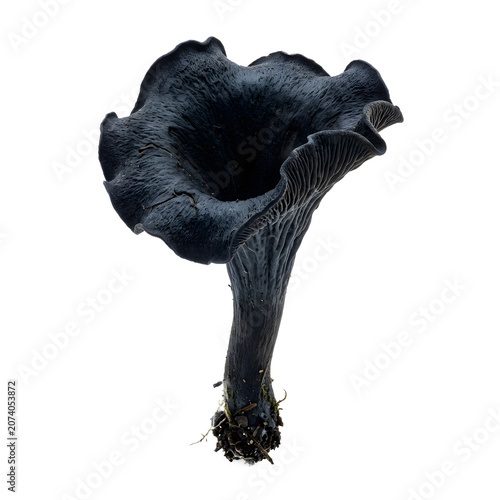 Black Trumpet Mushroom PNG