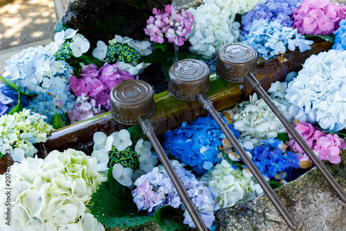 Obraz na płótnie Colorful hydrangeas floating in a purification water basin at a shrine in Kamaku