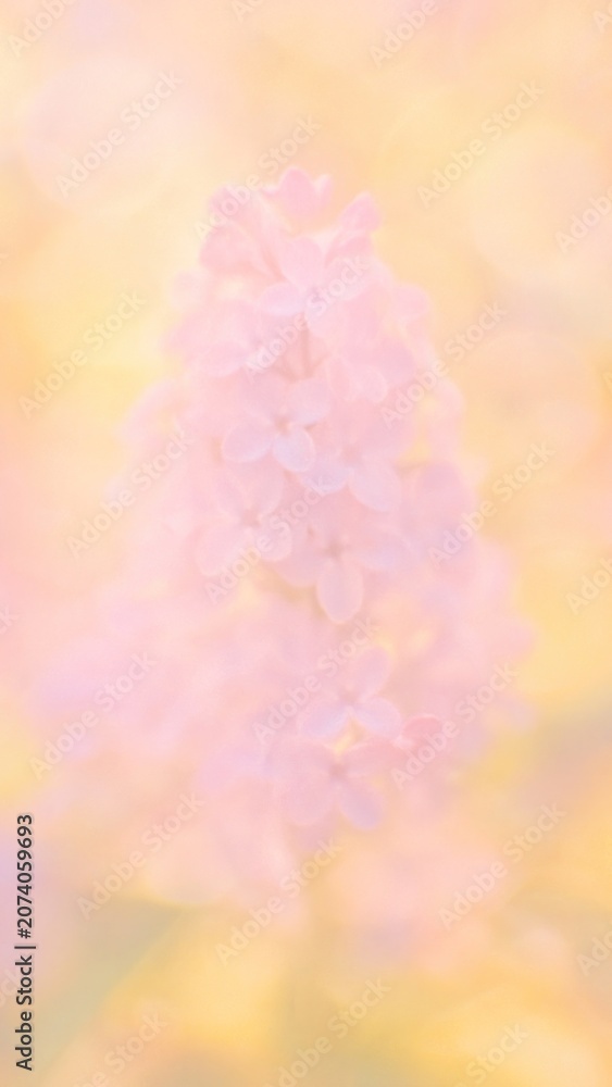 Fototapeta premium Soft pastel floral elegance mobile wallpaper