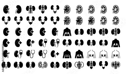 Konstfotografi Human kidney icons and urology medical anatomy silhouettes vector illustration c