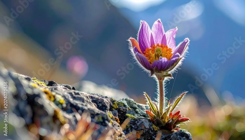 Beautiful purple flower on rocky terrain.