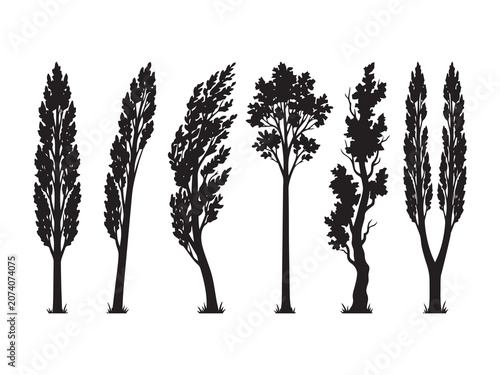 collection of six tall black cypress and poplar tree silhouettes standing on a white background