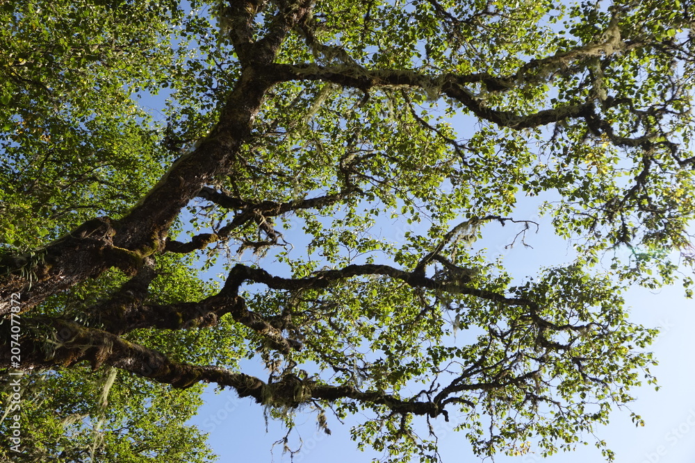 Obraz premium tree branches against blue sky