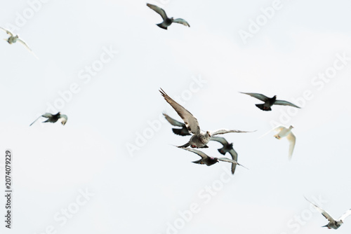 Slika na platnu A flock of pigeons flying in mid-air against a bright white sky, with one central bird in sharp focus