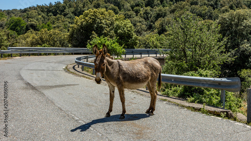 Auf einer Bergstrasse Sardiniens