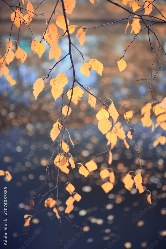 Fototapeta premium Autumn park background landscape, trees in warm tones, nature photography
