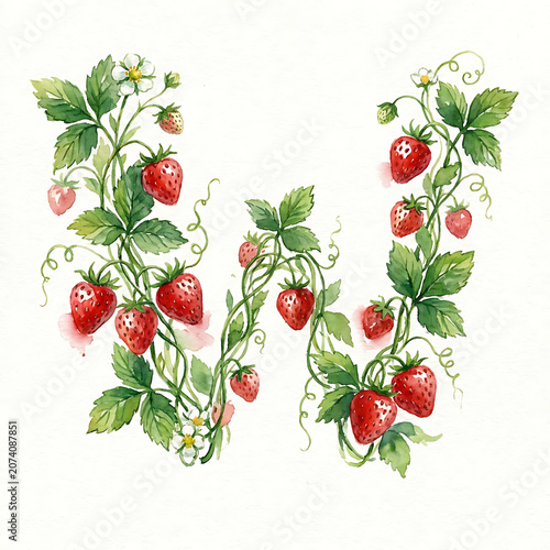 Vibrant watercolor letter W clipart for alphabet letters, a beautiful botanical illustration featuring ripe strawberries and green foliage