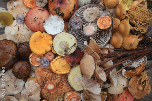 Tableau sur toile Mushroom panel, background texture autumn forest harvest