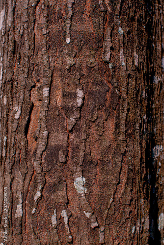 Old wood textured background. Dark driftwood surface, burnt wood brushing.