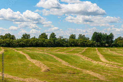 Fényképezés Agricultural landscape with rows of mown grass in a meadow